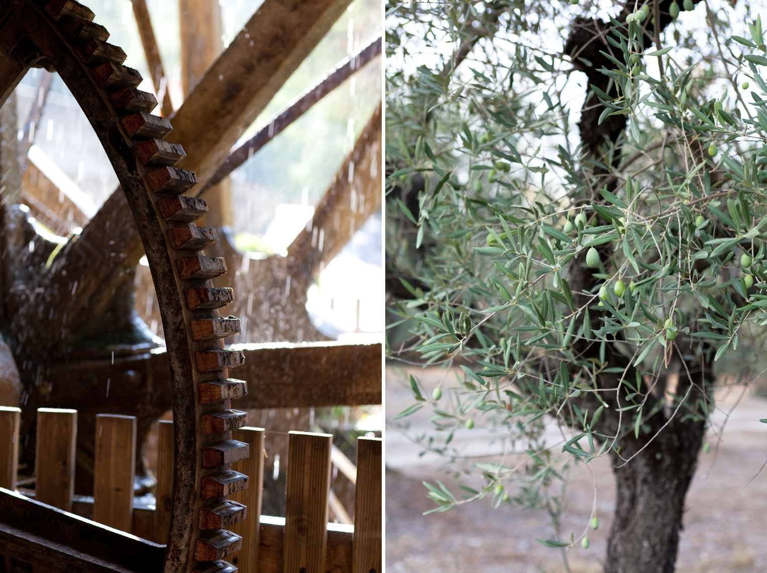 France_Waterwheel_OliveTree